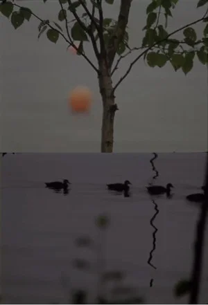 Постер: Cove