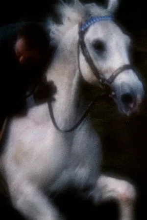 Постер: Horsey