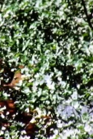 Постер: Leaves