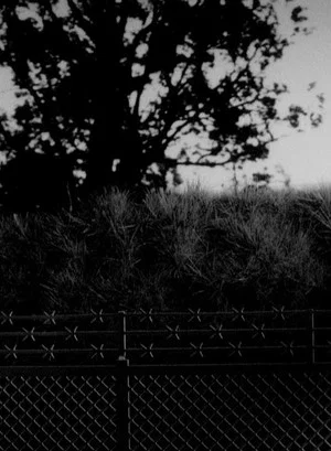 Постер: Arbor