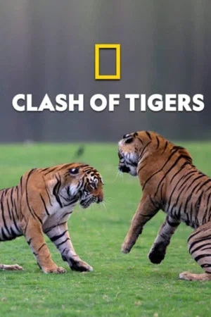 Постер: Clash of Tigers