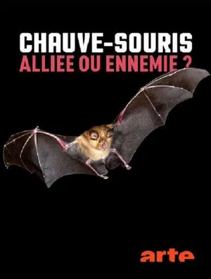 Постер: Chauve-souris: alliée ou ennemie?