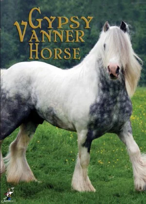 Постер: Gypsy Vanner Horse
