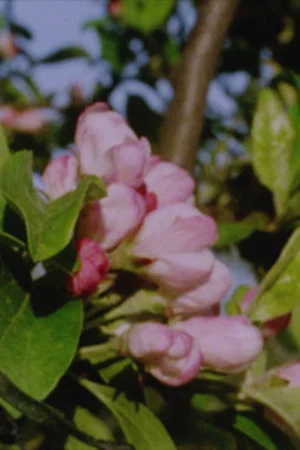 Постер: Autumn Rush for Kurt Kren and Winter and Spring and Summer
