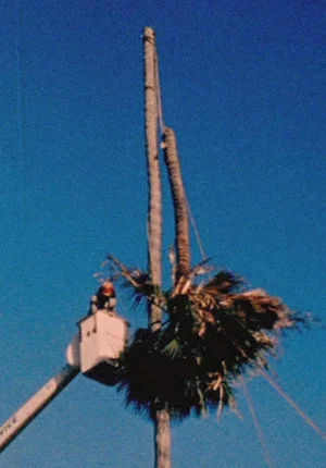 Постер: Palm Down
