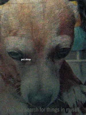 Постер: Pet Shop