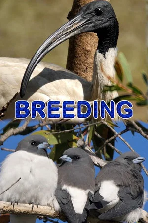 Постер: Breeding