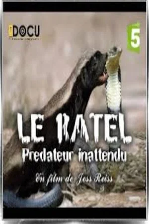 Постер: Le ratel prédateur inattendu