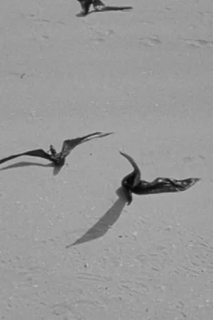 Постер: Birds of Prey
