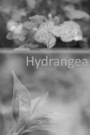Постер: Hydrangea