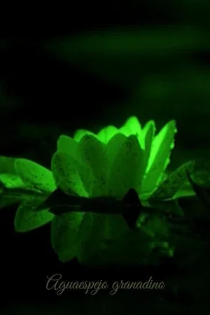 Постер: Water-Mirror of Granada