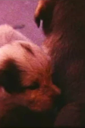Постер: Pup Birth
