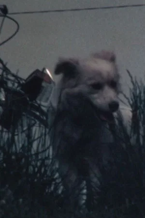 Постер: 白い犬