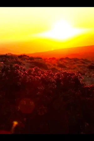 Постер: Todos tienen algo Desierto