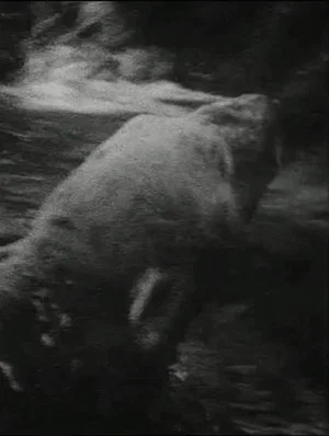 Постер: Eisbär