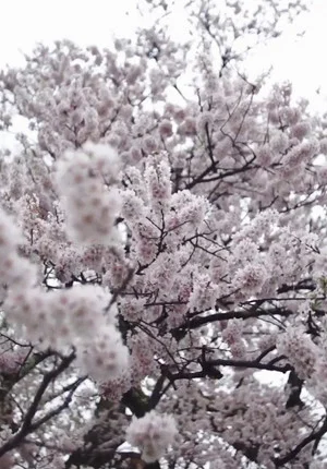 Постер: Cherry Blossom on My Palm