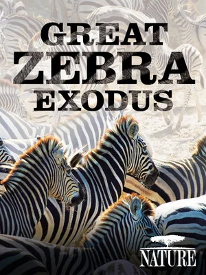 Постер: Nature: Great Zebra Exodus
