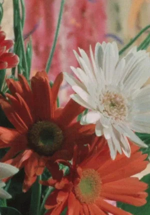 Постер: The Garden of Five Fingers