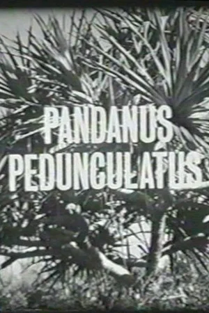 Постер: Pandanus Pedunculatus