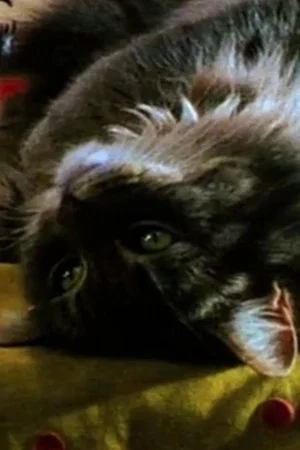 Постер: Faux Paw