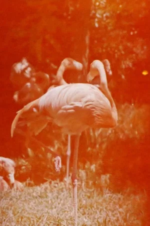 Постер: Sleeping Flamingo