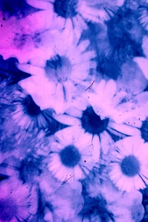 Постер: Petal to the Metal