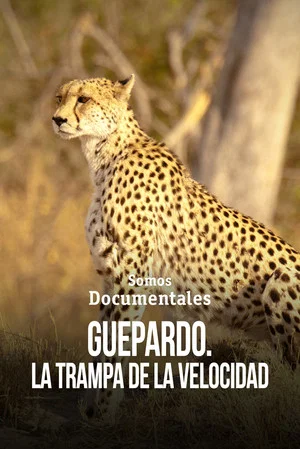 Постер: Cheetah – Speed Trap
