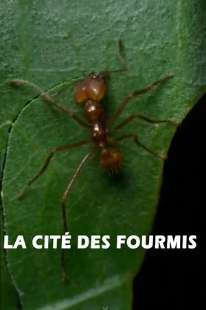 Постер: La cité des fourmis