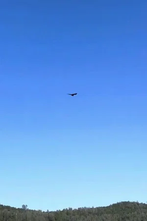 Постер: Nature