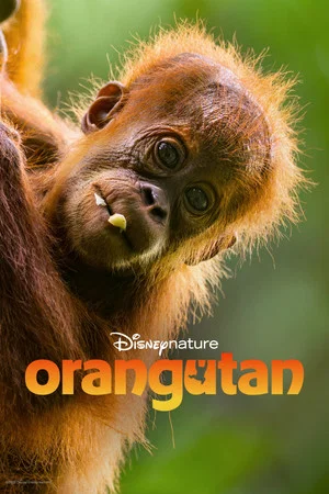 Постер: Orangutan