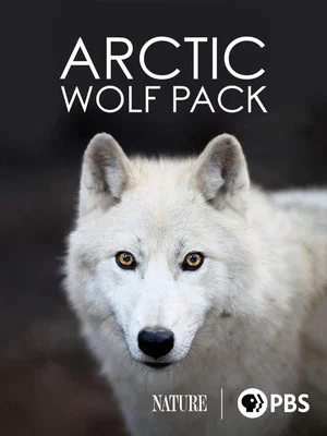 Постер: Nature: Arctic Wolf Pack