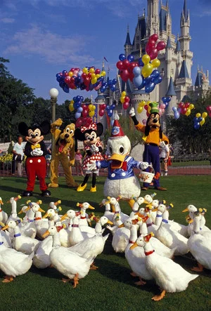 Постер: Donald Duck's 50th Birthday