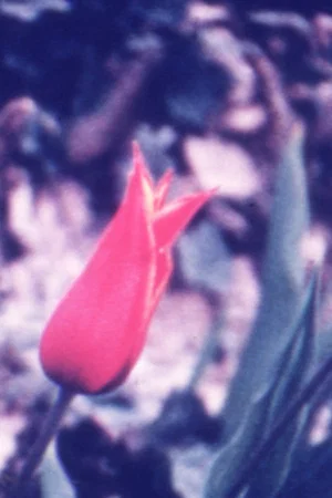 Постер: Spring Thing
