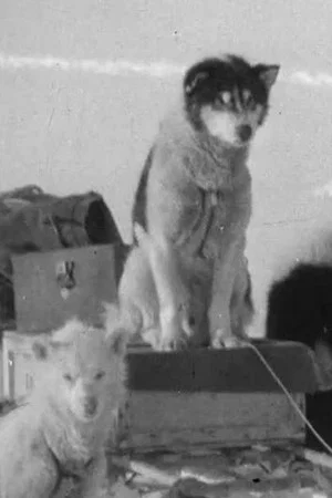 Постер: Greenland Rymill 1933