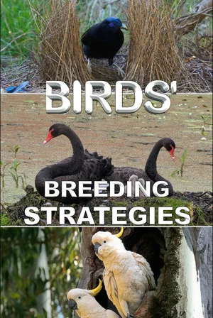 Постер: Birds' Breeding Strategies