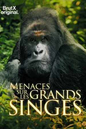 Постер: En danger : menaces sur les grands singes