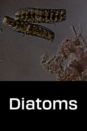 Постер: Diatoms