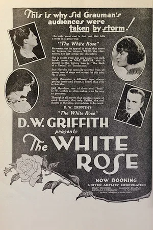 Постер: The White Rose