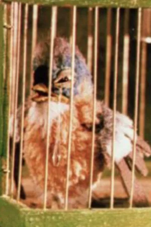 Постер: Gazouilli, petit oiseau