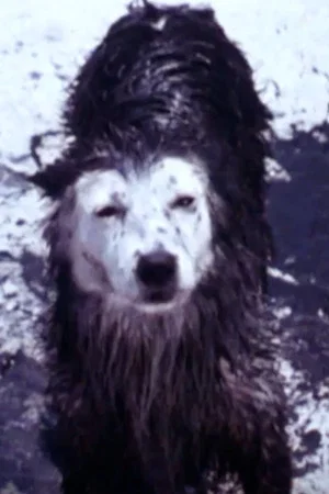 Постер: Harry the Dirty Dog