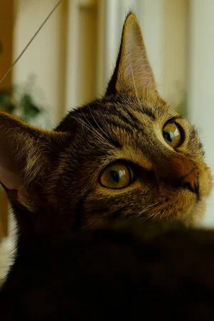 Постер: Neko
