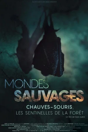 Постер: Mondes Sauvages : Chauves-souris, les sentinelles de la forêt