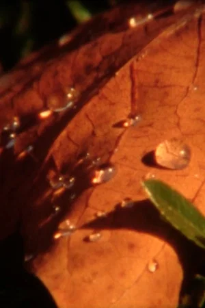 Постер: Water-soluble Doze