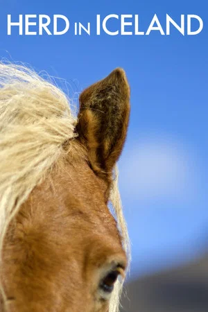 Постер: Herd in Iceland
