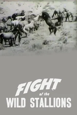 Постер: Fight of the Wild Stallions