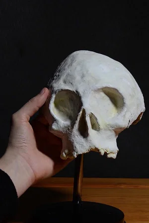 Постер: Skull