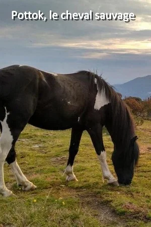 Постер: Pottok, le cheval sauvage