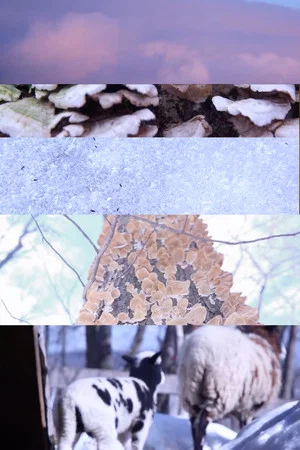 Постер: The Things That Make up my Body