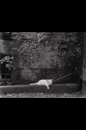 Постер: Director's Cat