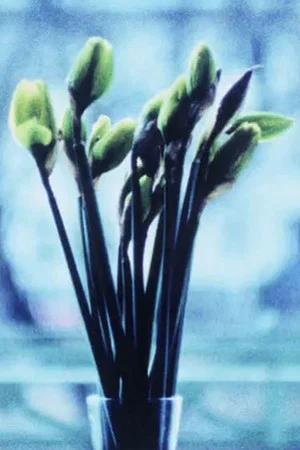 Постер: Narcissi